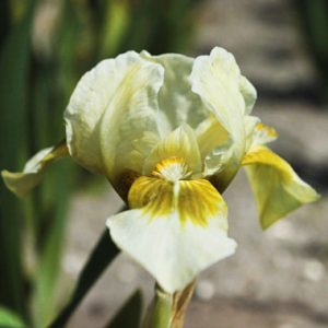 Iris pumila Forest Light