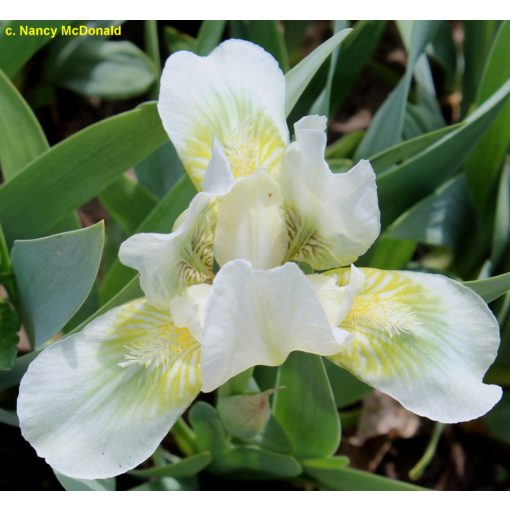 Iris pumila Green Spot