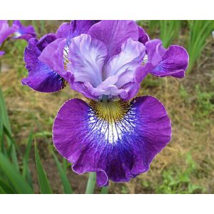 Iris siberica A Thousand Kisses - Szibériai írisz