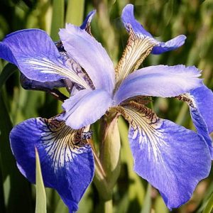 Iris siberica Helicopter - Szibériai írisz