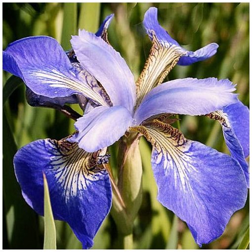 Iris siberica Helicopter - Szibériai írisz