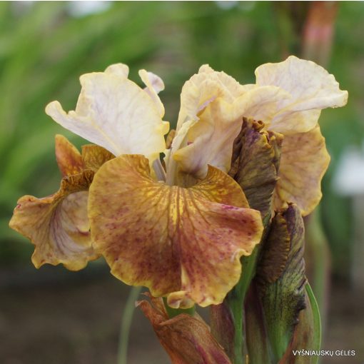 Iris siberica Jerry Murphy - Szibériai írisz