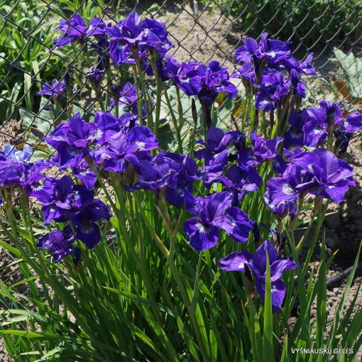 Iris siberica Mabel Coday - Szibériai írisz