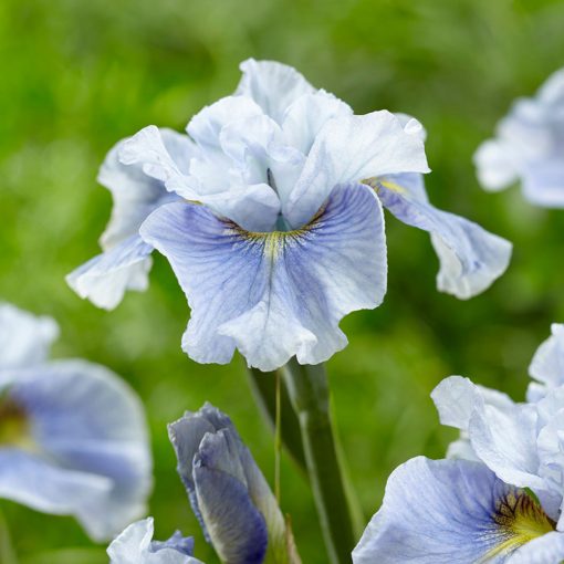 Iris siberica Mission Bay - Szibériai írisz