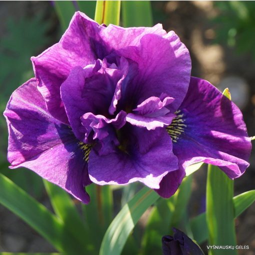 Iris siberica Spindazzle - Szibériai írisz