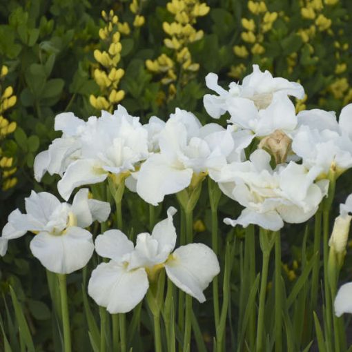 Iris siberica Swan in Flight - Szibériai írisz