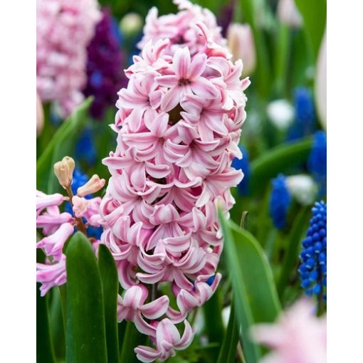 Hyacinthus Fondant - Jácint