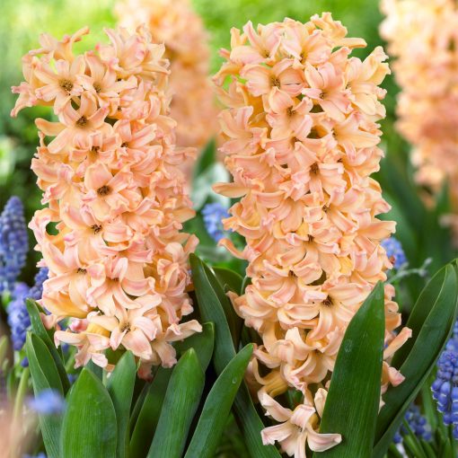 Hyacinthus Odysseus - Jácint