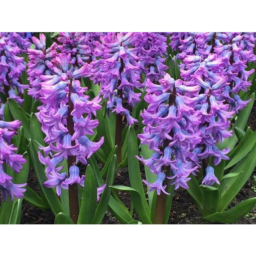 Hyacinthus Purple Star - Jácint