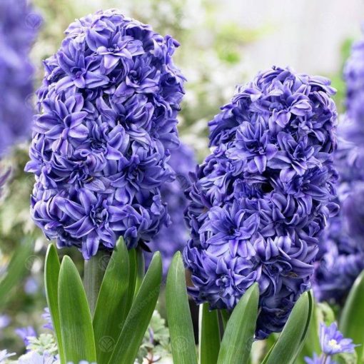 Hyacinthus Royal Navy - Jácint