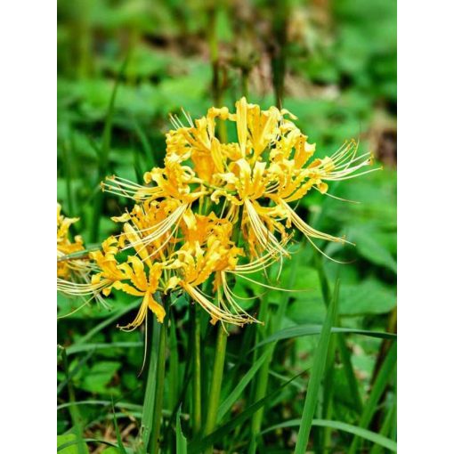 Lycoris aurea (10/+) - Japánamarillisz