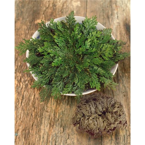 Selaginella lepidophylla (I.) - Jerikó rózsa