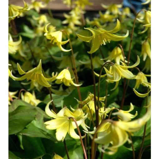 Erythronium Pagoda - Kakasmandikó