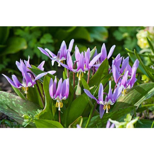 Erythronium dens-canis - Kakasmandikó