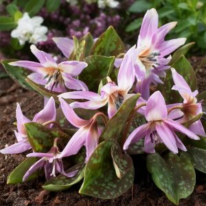 Erythronium dens-canis Lilac Wonder - Kakasmandikó