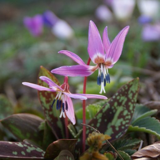 Erythronium dens-canis Purple King - Kakasmandikó