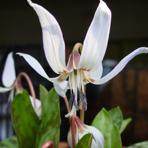 Erythronium dens-canis Snowflake - Kakasmandikó