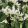 Erythronium tuolumnense White Beauty - Kakasmandikó