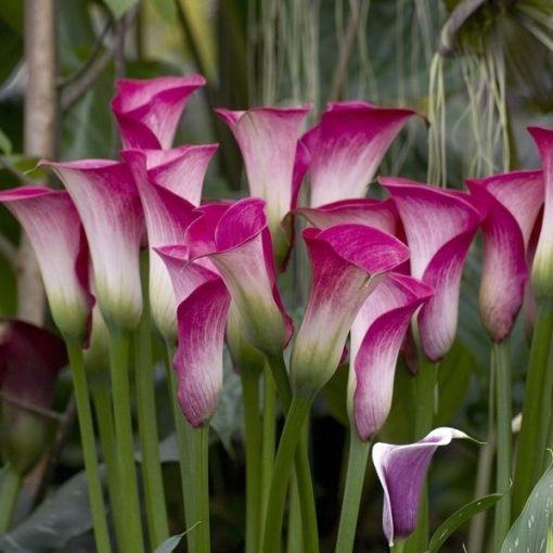 Zantedeschia Peppermint Twist