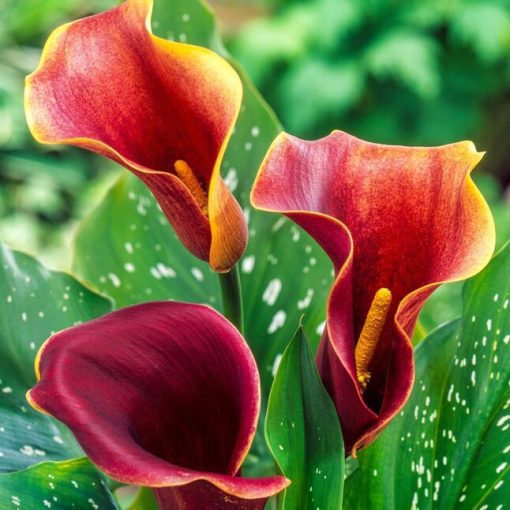 Zantedeschia Purple Haze (I.) - Kála