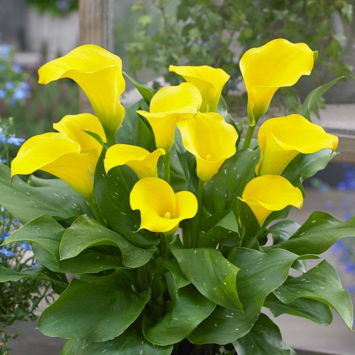 Zantedeschia Solo (16/+) - Kála