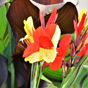 Canna Cleopatra (I.) - Kannavirág