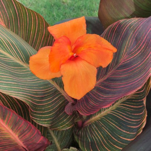 Canna Durban (I.) - Kannavirág