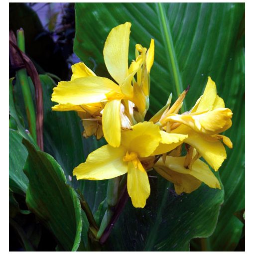 Canna Oiseau dOr - yellow (I.) - Kannavirág