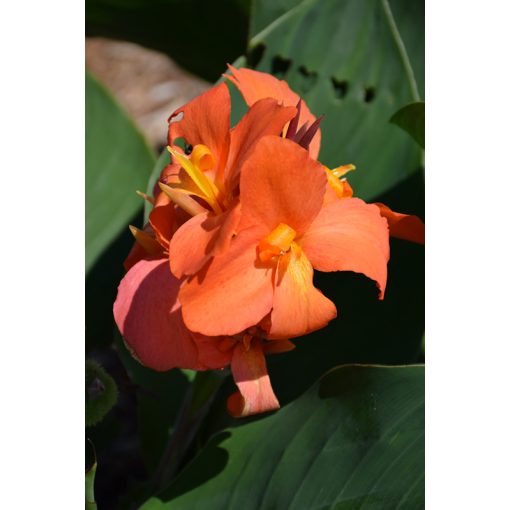 Canna Orange Shades (I.) - Kannavirág