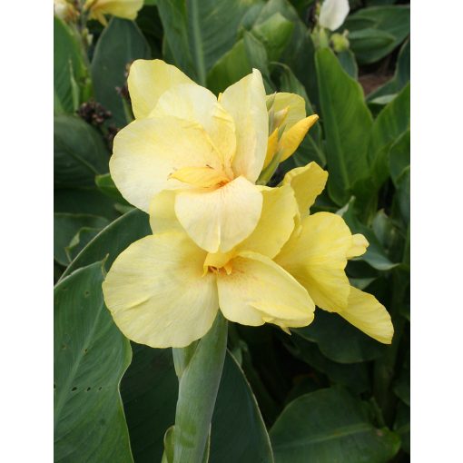 Canna Pfitzers Primose Yellow (I.) - Kannavirág