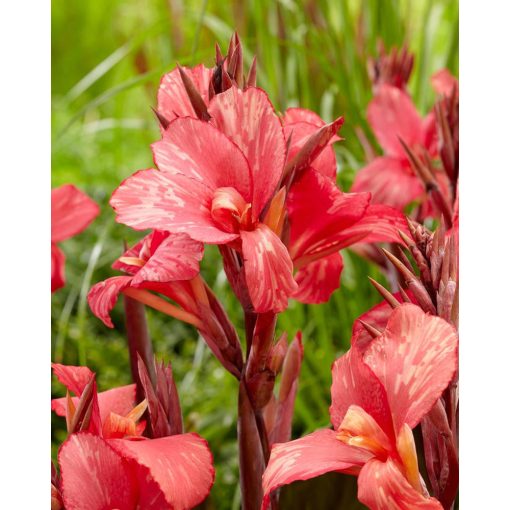 Canna Pink Paradise (I.) - Kannavirág