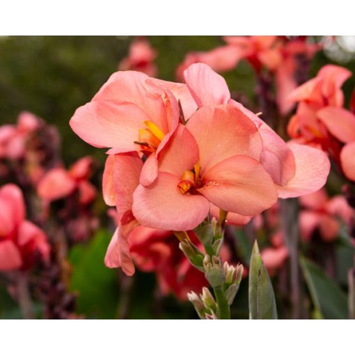 Canna Pink Princess (I.) - Kannavirág