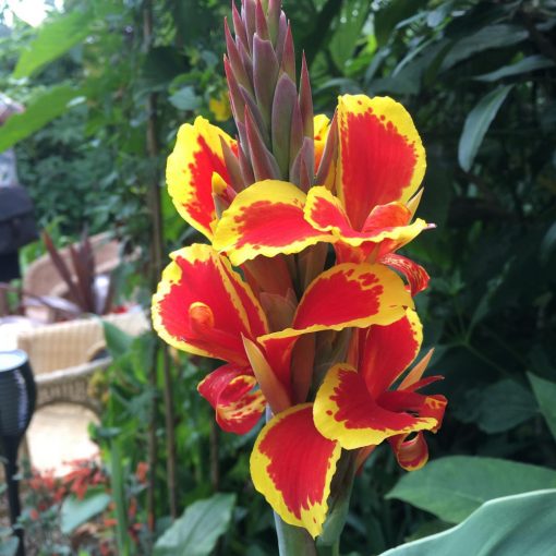 Canna Queen Charlotte (I.) - Kannavirág