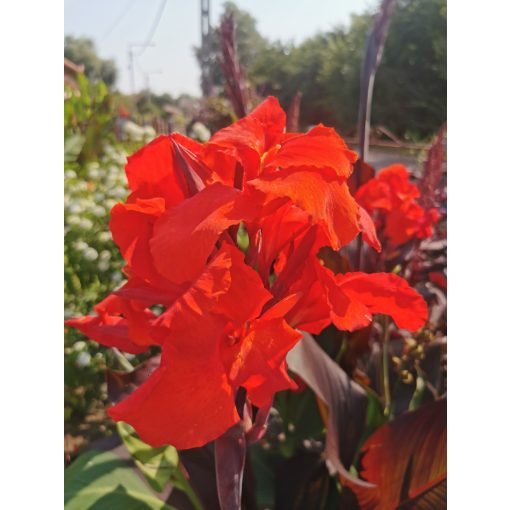 Canna Red Cleopatra (I.) - Kannavirág