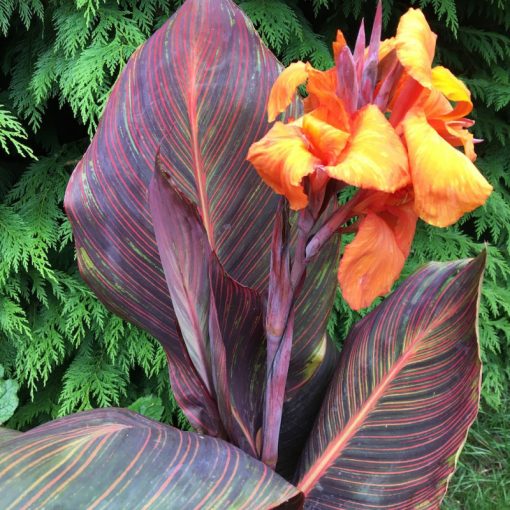 Canna Tropicana - Andaloucia (I.) - Kannavirág