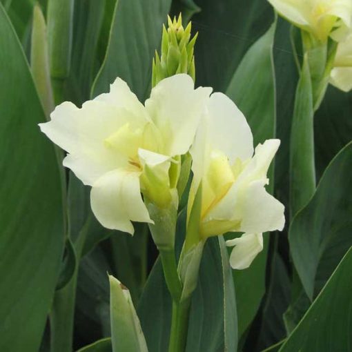 Canna Vanilla Cream (I.) - Kannavirág