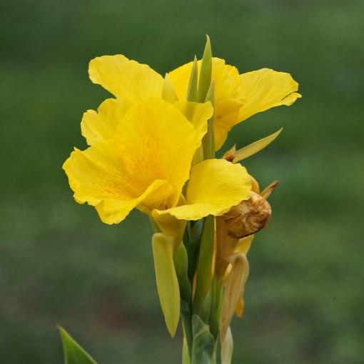 Canna Yellow King Humbert (I.) - Kannavirág