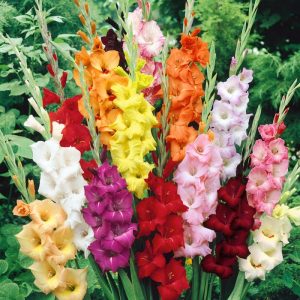 Gladiolus Large Flowering Mix (12/+) - Kardvirág