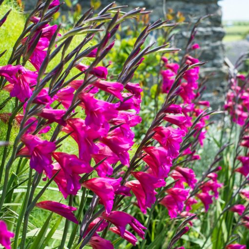 Gladiolus communis Byzantinus