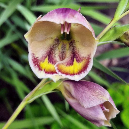 Gladiolus papilio (10/+) - Kardvirág