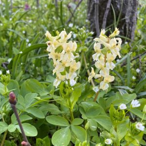 Corydalis marschalliana - Keltike