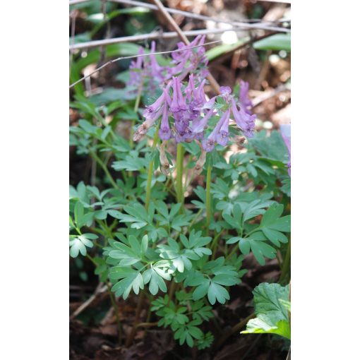 Corydalis solida - Keltike