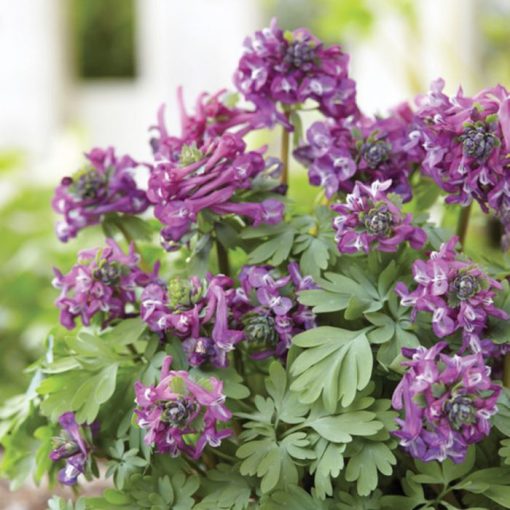 Corydalis solida Purple Bird - Keltike