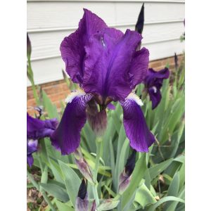 Iris germanica Purple - Kerti nőszirom