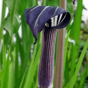 Arisaema concinnum (I.) - Kontyvirág