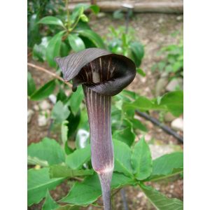 Arisaema serratum var. mayebarai