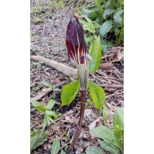 Arisaema triphyllum