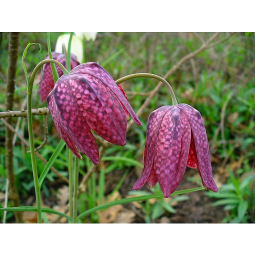 Fritillaria meleagris - Kockásliliom