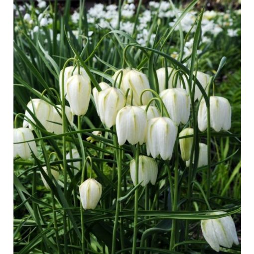 Fritillaria meleagris Alba - Fehér kockásliliom