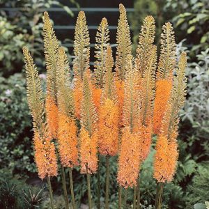 Eremurus Cleopatra - Korbácsliliom